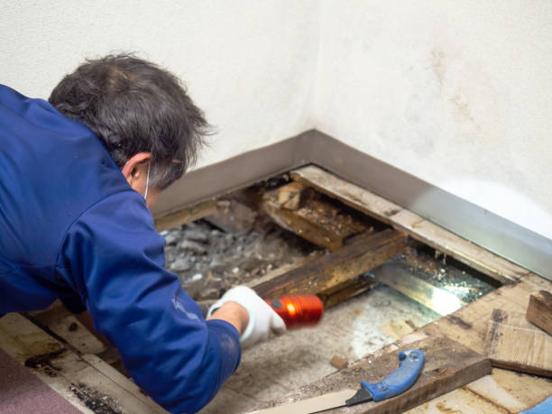 Best DIY Mold Remediation Support Services in Covedale, OH