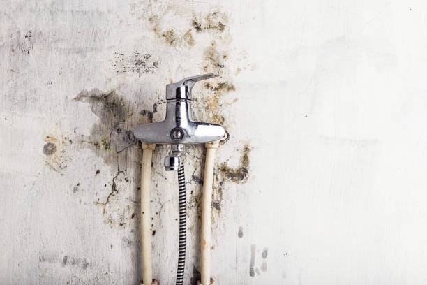 Best Post-Flood Mold Remediation in Covedale, OH