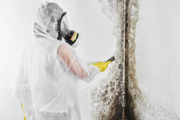 Best Commercial Mold Remediation in Covedale, OH