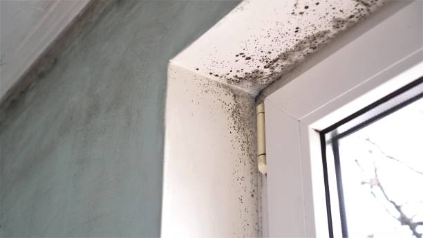 Best Industrial Mold Remediation in Covedale, OH