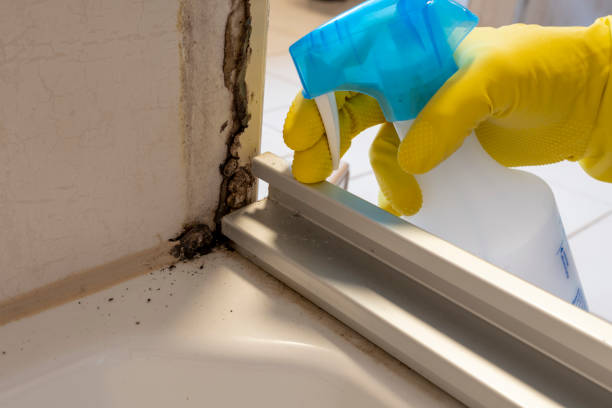 Best Health and Safety Mold Remediation in Covedale, OH