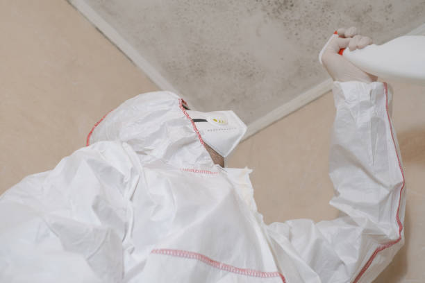 Best Basement Mold Remediation in Covedale, OH