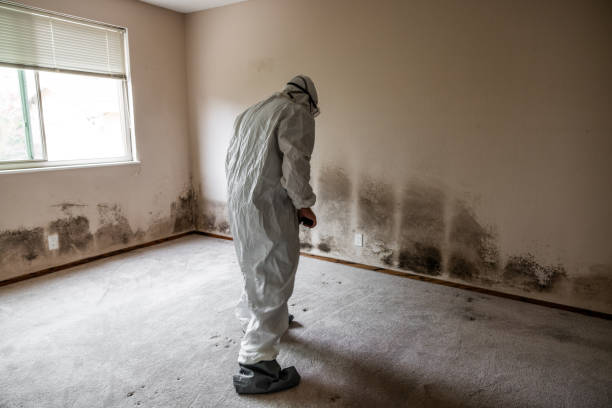 Best Residential Mold Remediation in Covedale, OH