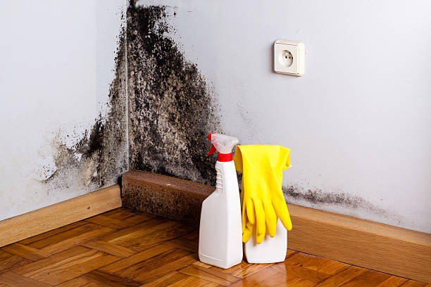 Best Localized Mold Remediation (e.g., coastal areas, humid climates) in Covedale, OH