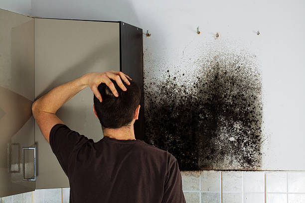 Best Emergency Mold Remediation in Covedale, OH